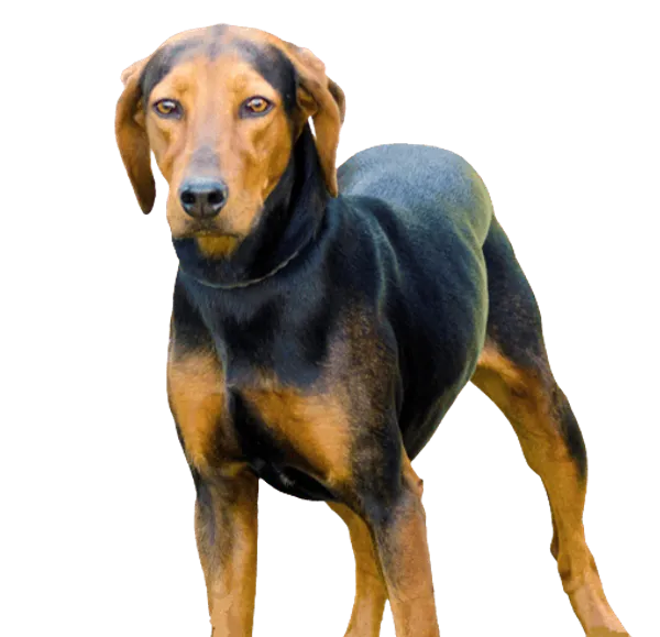 Hellinikos Ichnilatis Bild