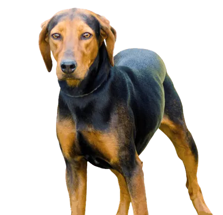 Bild für Hellinikos Ichnilatis