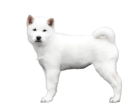 Hokkaido-welpe