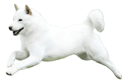 Hokkaido-adult-1