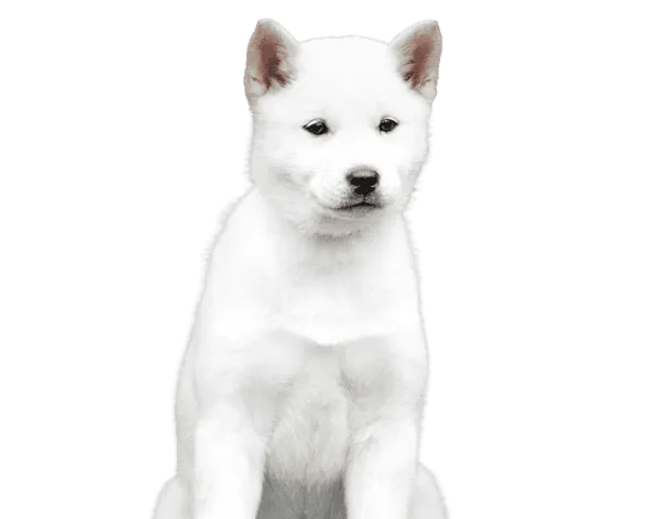 Hokkaido Bild