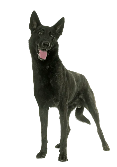 Hollandse-Herdershond-4