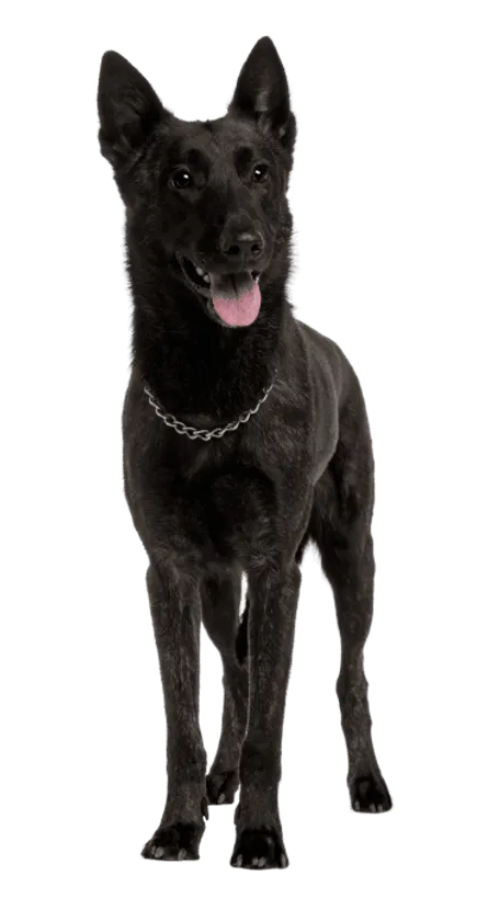 Hollandse-Herdershond-1