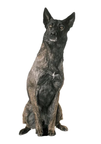 Hollandse-Herdershond-3