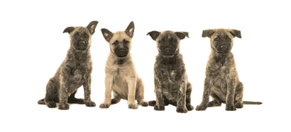 Hollandse-Herdershond-5