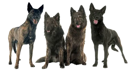 Hollandse-Herdershond-2