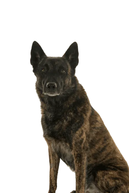 Bild für Hollandse Herdershond