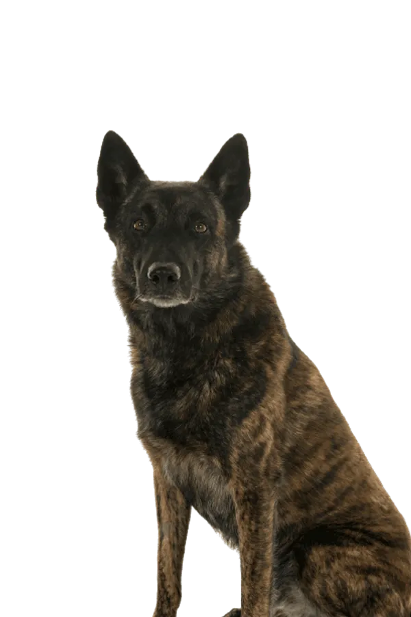 Hollandse Herdershond Bild