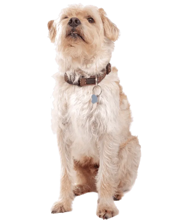 Hollandse Smoushond Bild