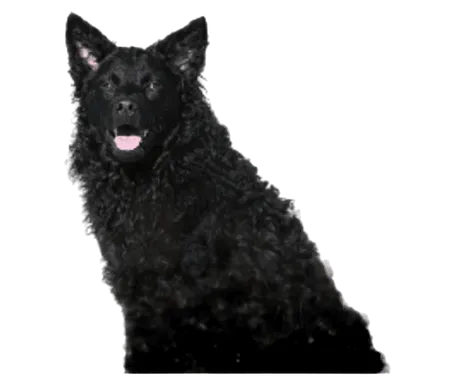 Bild für Hrvatski ovčar