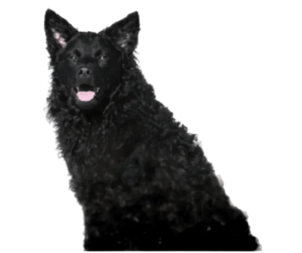 Hrvatski ovčar Bild