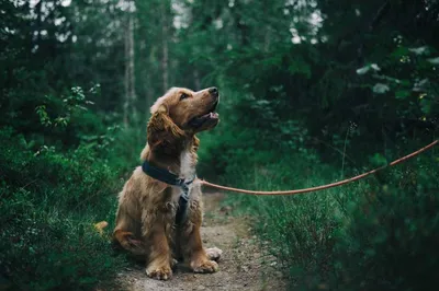 Hundeversicherung