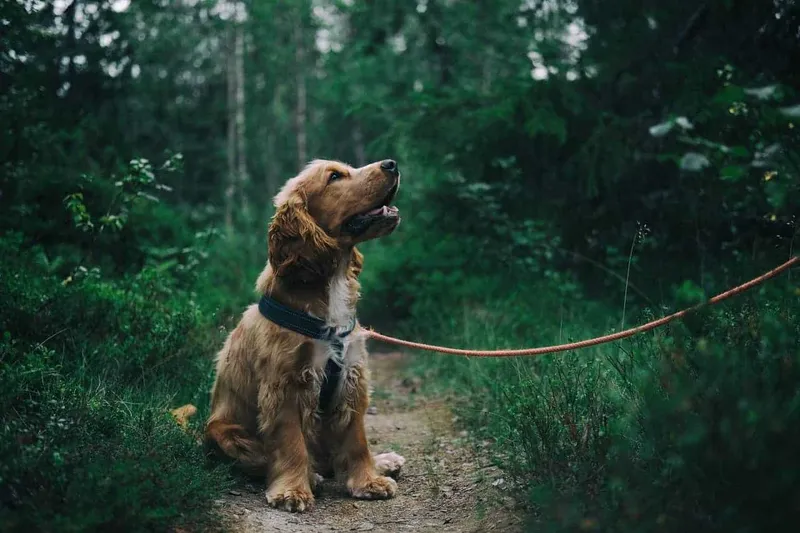 Hundeversicherung