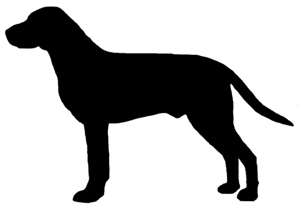 Hygenhund Bild