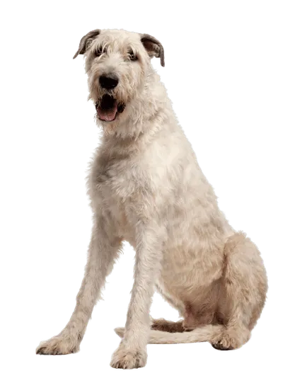 Irischer Wolfshund