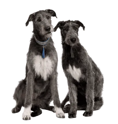 Irischer Wolfshund