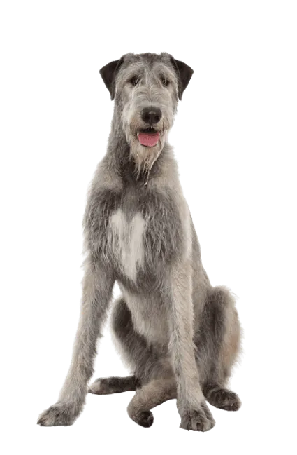 Irischer Wolfshund