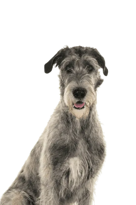 Bild für Irischer Wolfshund