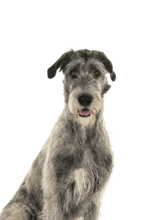 Irischer Wolfshund
