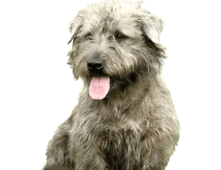 Bild für Irish Glen of Imaal Terrier