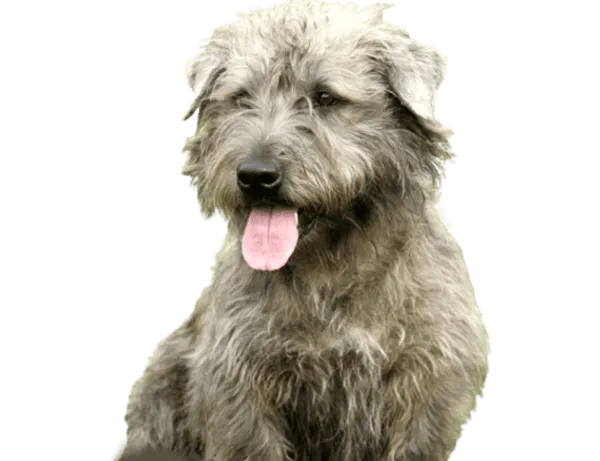 Irish Glen of Imaal Terrier Bild