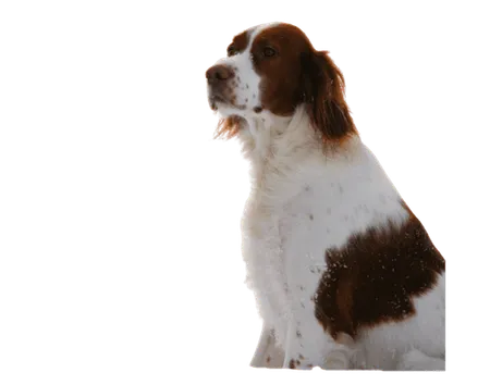 Bild für Irish Red and White Setter
