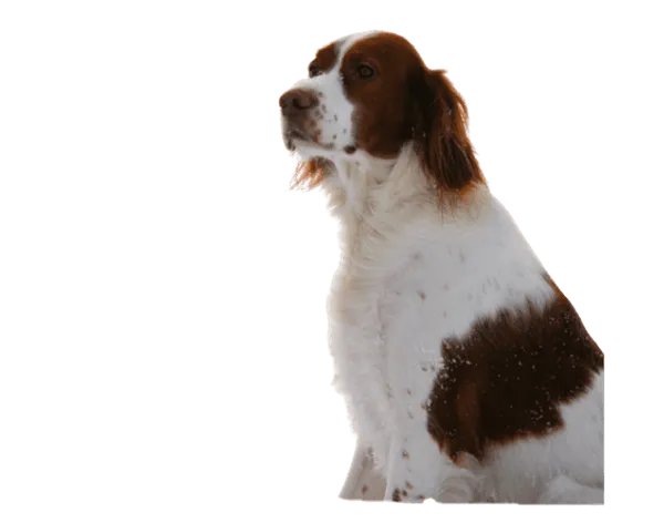 Irish Red and White Setter Bild
