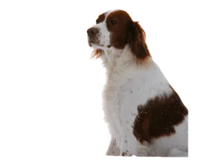 Irish Red and White Setter