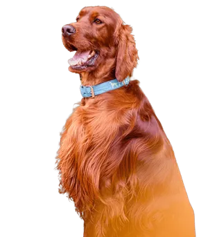 Irish Red Setter