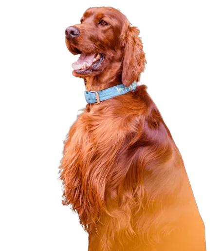 Bild für Irish Red Setter