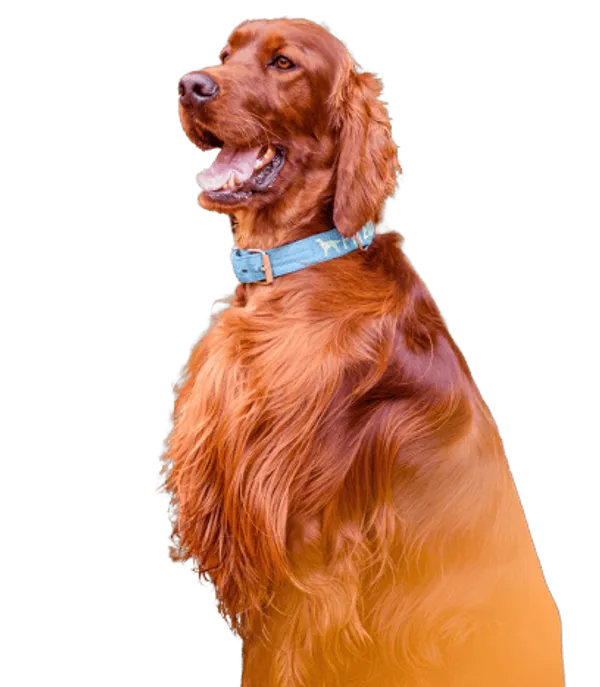Irish Red Setter Bild