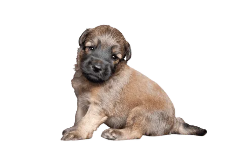 Irish Soft Coated Wheaten Terrier