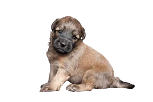 Irish Soft Coated Wheaten Terrier