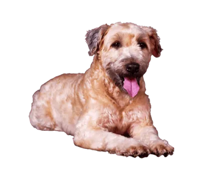 Irish Soft Coated Wheaten Terrier