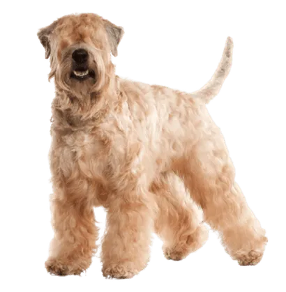 Irish Soft Coated Wheaten Terrier