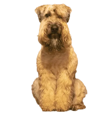 Irish Soft Coated Wheaten Terrier