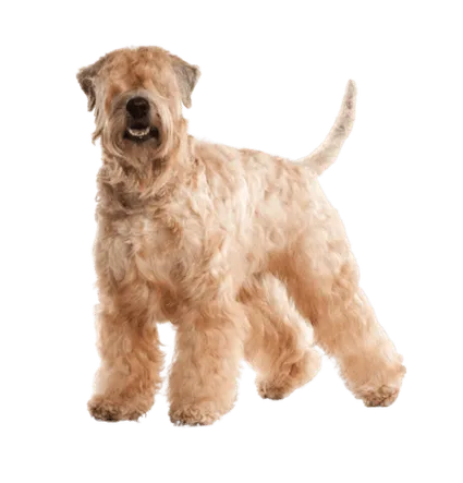 Irish Soft Coated Wheaten Terrier