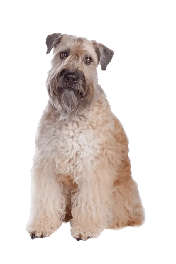 Irish Soft Coated Wheaten Terrier Bild