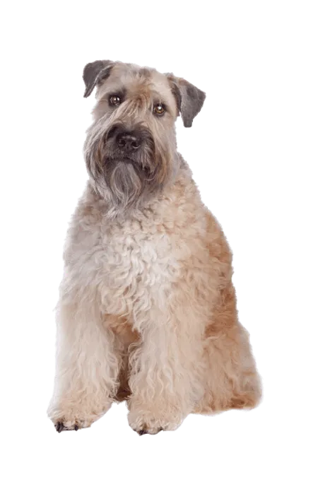 Bild für Irish Soft Coated Wheaten Terrier