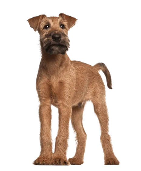 Irish Terrier (6)