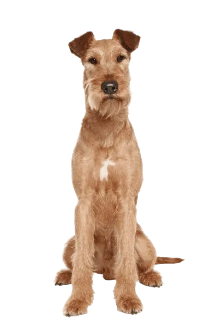 Irish Terrier (4)