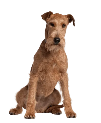 Irish Terrier (2)