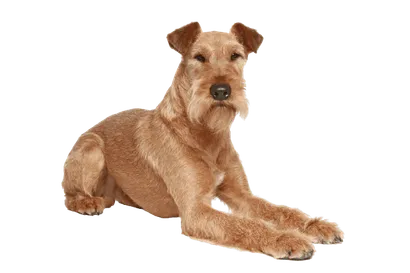 Irish Terrier (5)