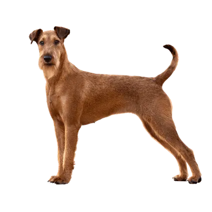 Irish Terrier (1)
