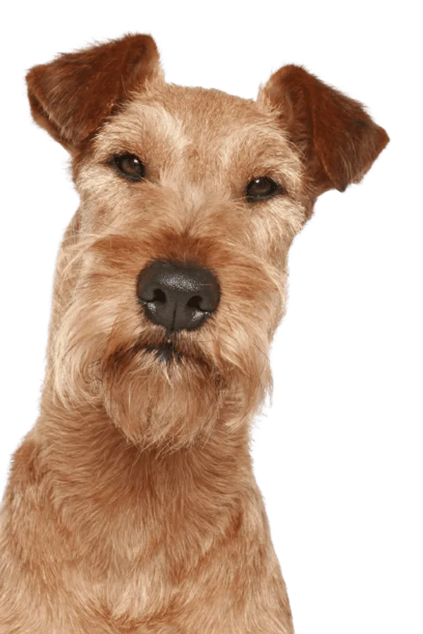 Irish Terrier Bild