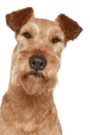 Irish Terrier