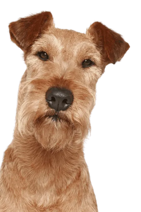 Bild für Irish Terrier