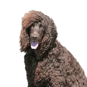 Irish Water Spaniel