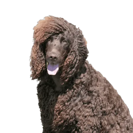 Bild für Irish Water Spaniel