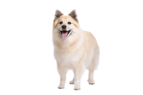 Islandhund
